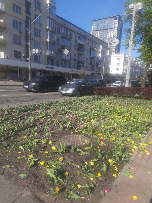 У Києві вандали понівечили клумби з тюльпанами у різних районах: список локацій (фото)