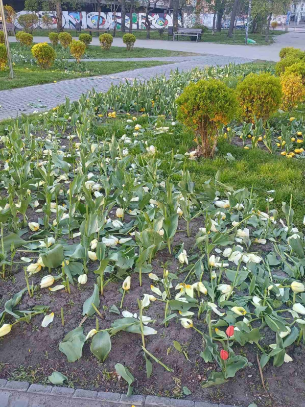 У Києві вандали понівечили клумби з тюльпанами у різних районах: список локацій (фото)