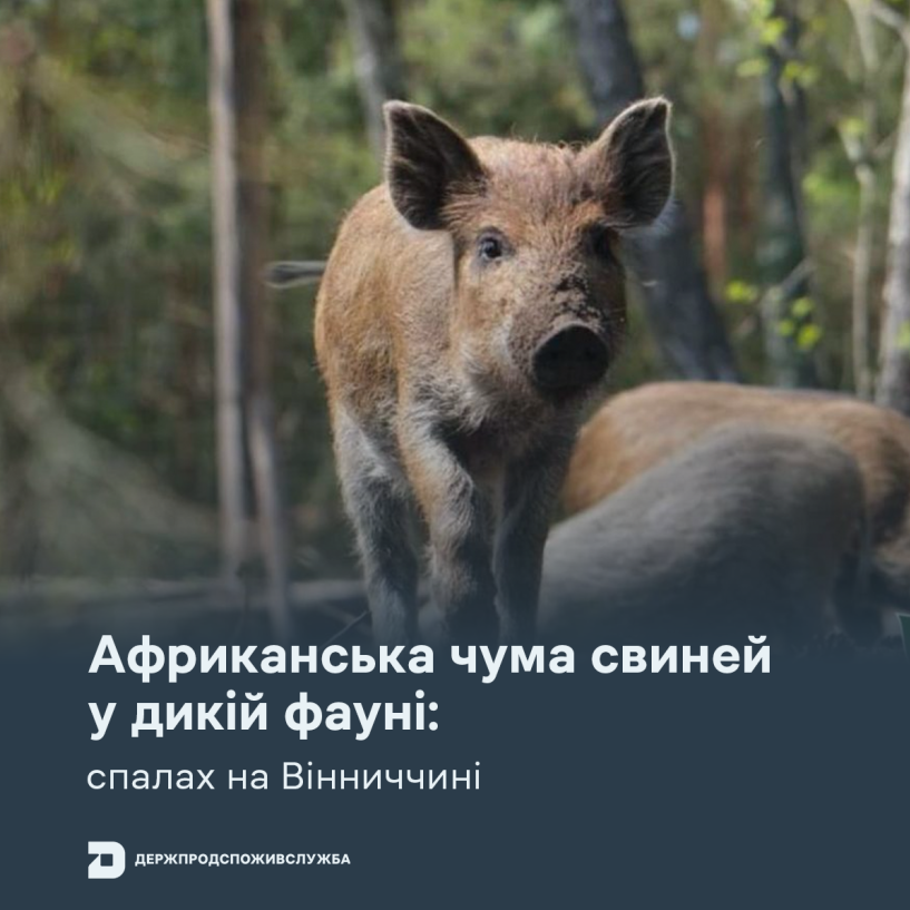В Україні зафіксували спалах африканської чуми: як діяти, щоб вберегти свійських тварин