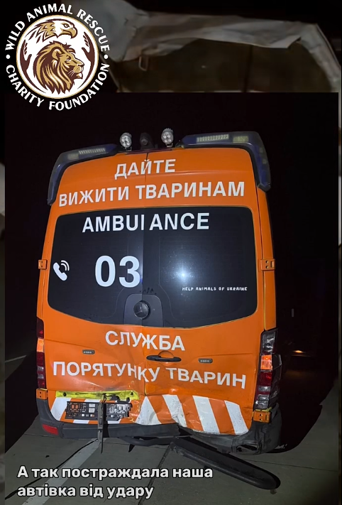 Зірковий олень Борис знову потрапив у ДТП: як це сталось і що відомо про його стан