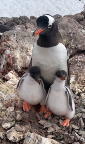 Полярники зняли на відео маленьких пінгвінів: дивіться, як пернатий батько годує дітлахів
