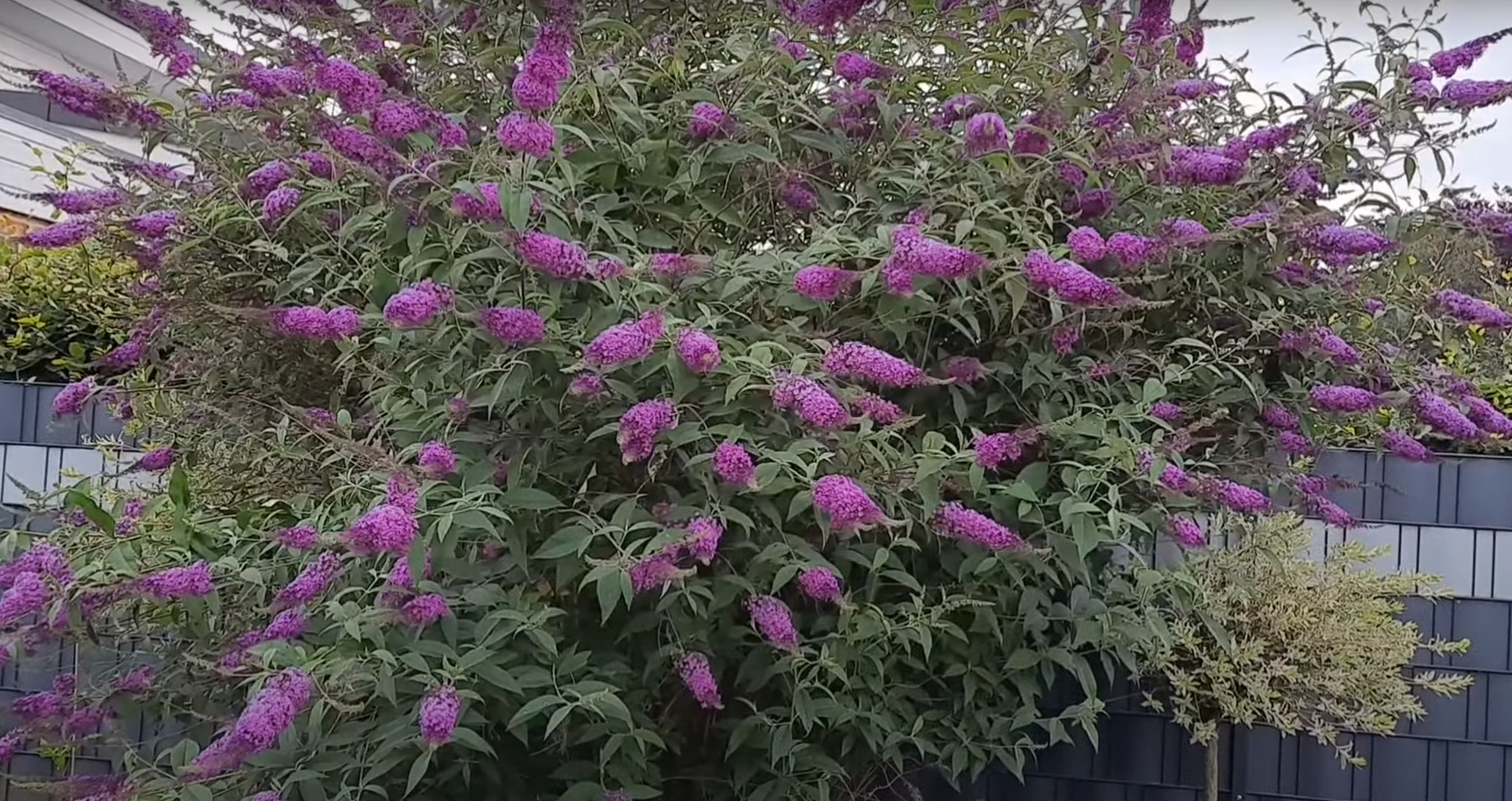 Эти растения в саду нужно обязательно обрезать в феврале. &quot;Отблагодарят&quot; буйным цветением