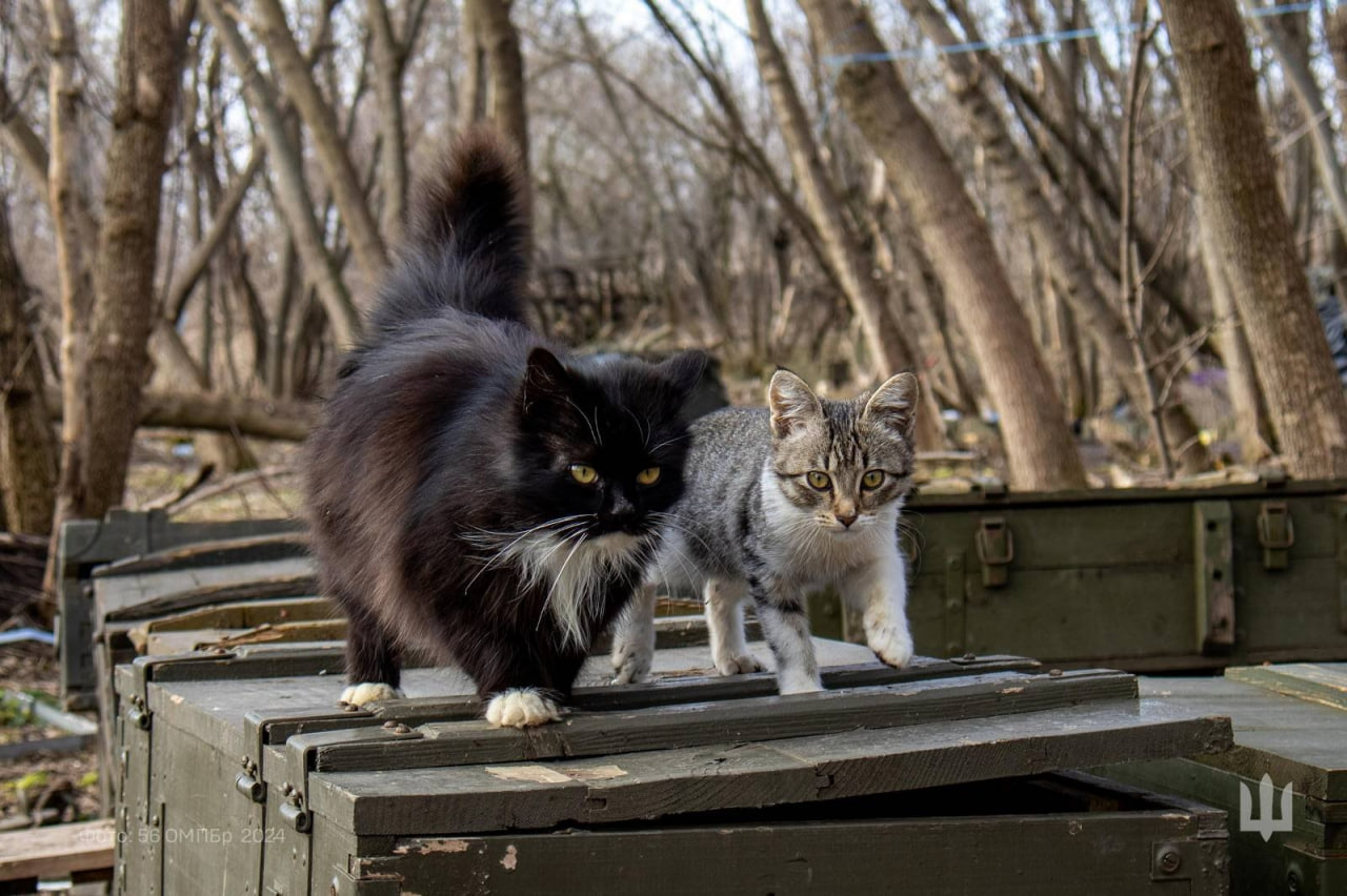 Військові показали &quot;фронтових&quot; котиків. Нічого милішого ви сьогодні точно не побачите
