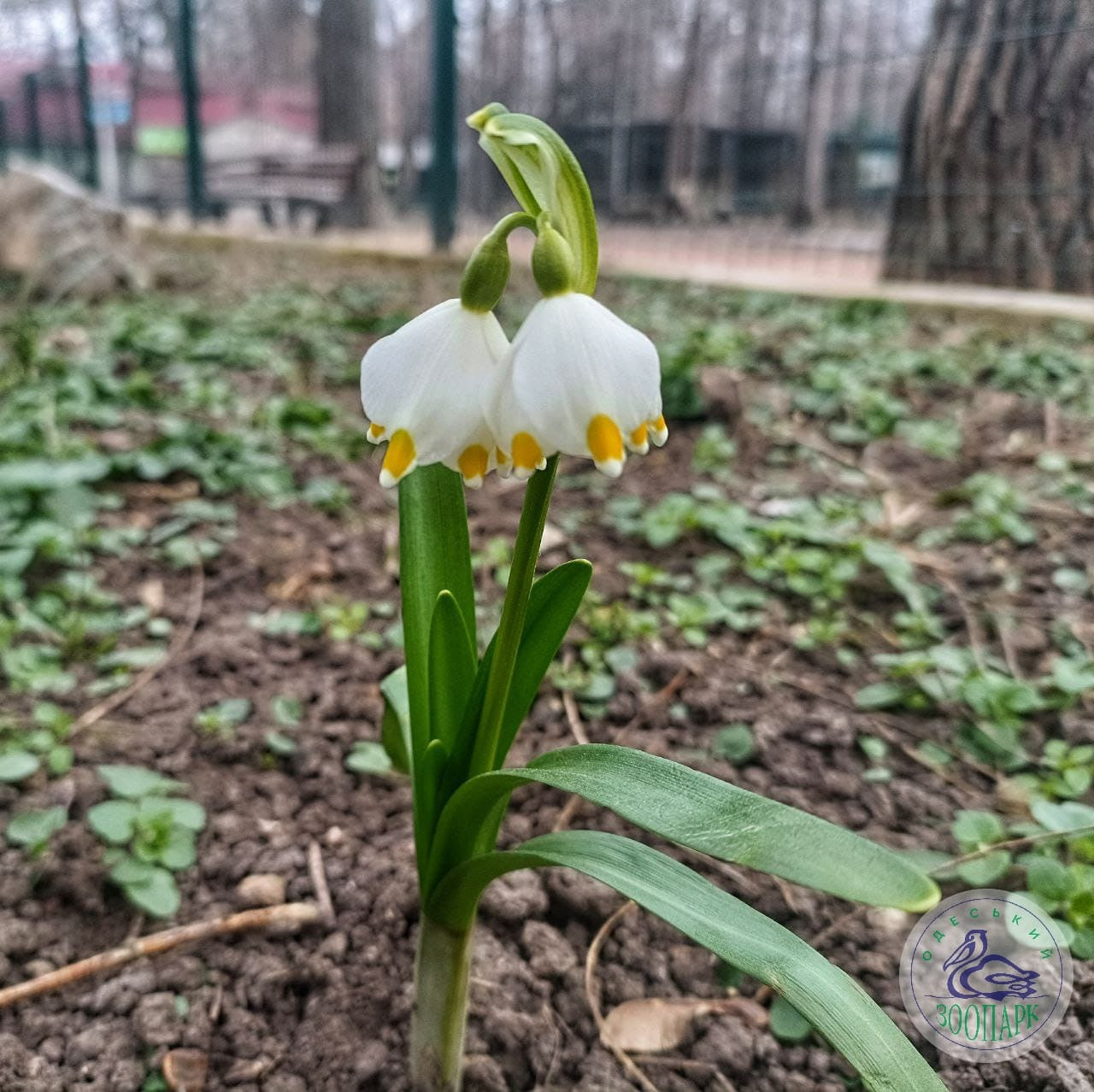В Одеський зоопарк прийшла весна. Дивіться на перші квіти цього року (фото)