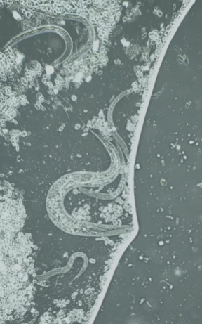 Обычную сосиску показали под микроскопом. Что там &quot;прячется&quot; (видео)