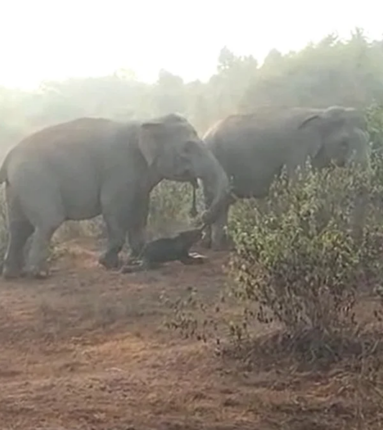 Як слони влаштовують похорони і сумують під час прощання: неймовірні фото