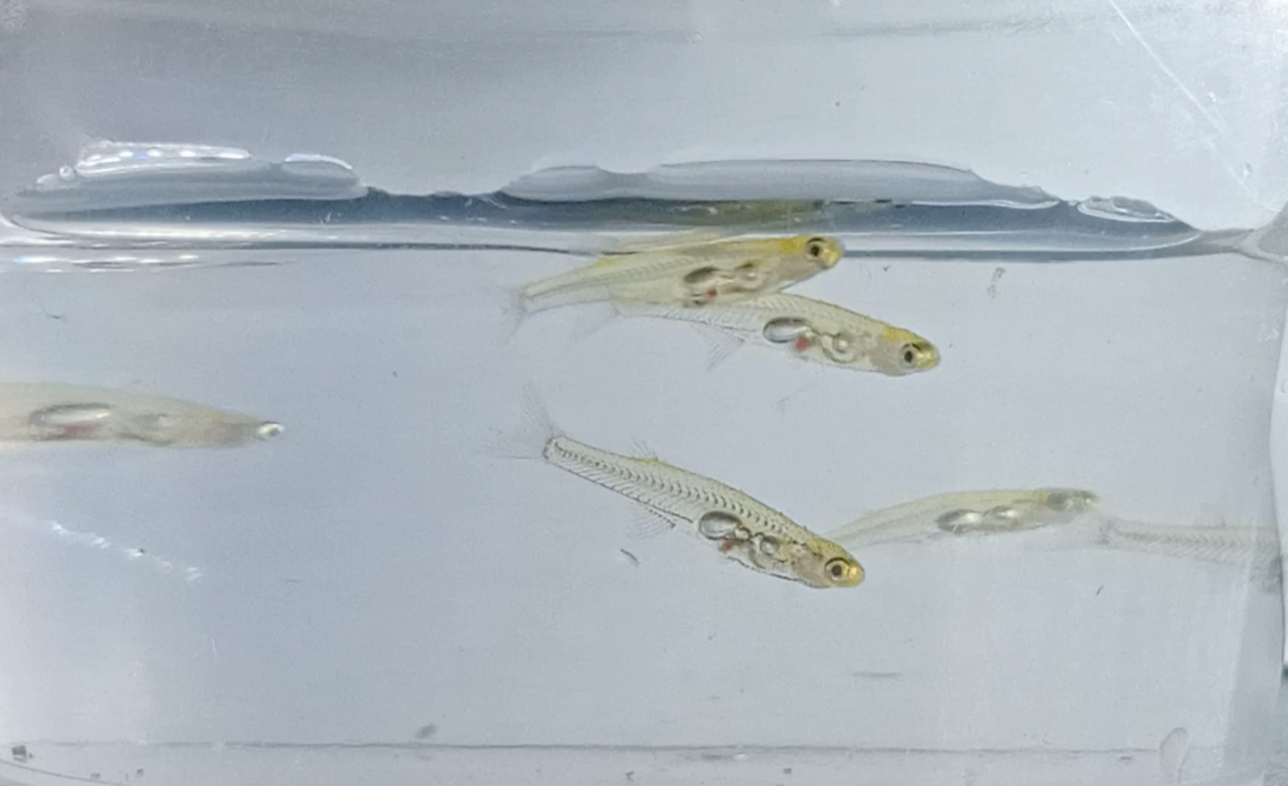 Найменша у світі рибка &quot;кричить&quot; гучніше, ніж перфоратор: про кого йдеться (відео)