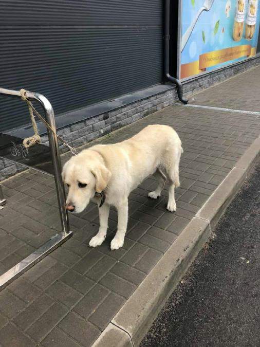 Под Киевом горе-хозяин оставил собаку возле магазина, потому что хотел спать: животное не ело три дня