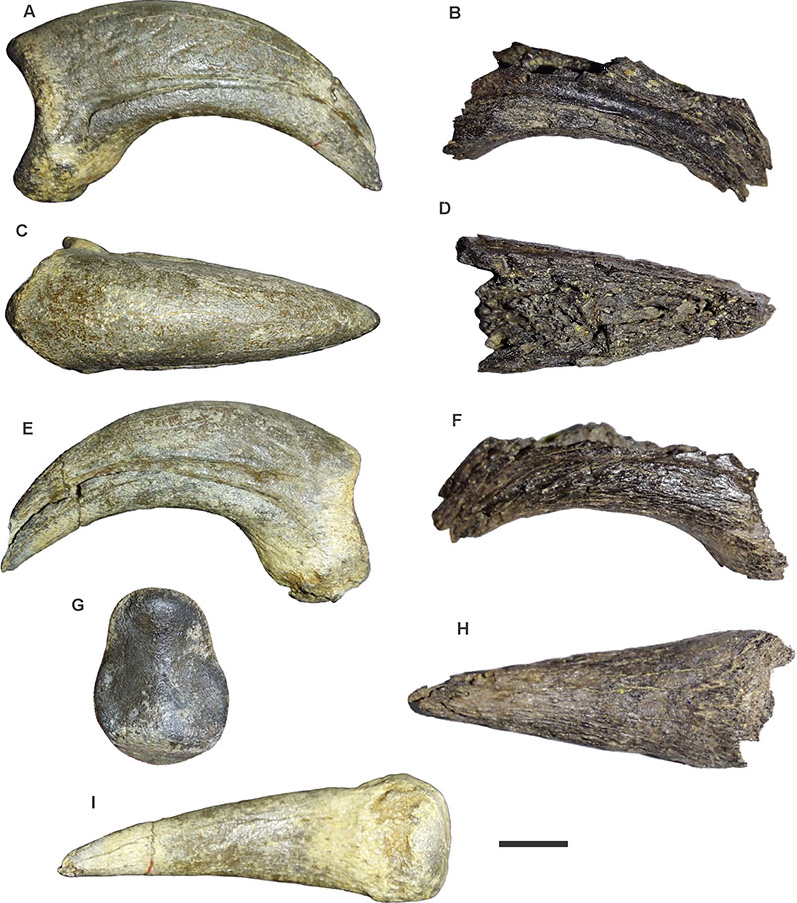 Не угадает никто. Ученые показали главного хищника Антарктиды, существовавшего 50 млн лет назад