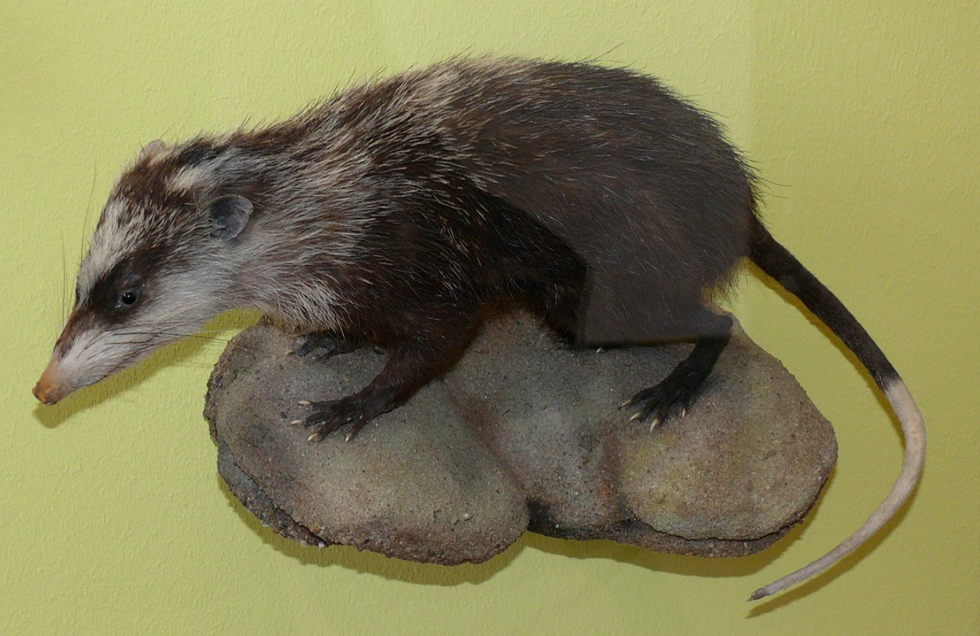 Животное или шутка? Кто такие гимнуры и почему почти никто о них не знает