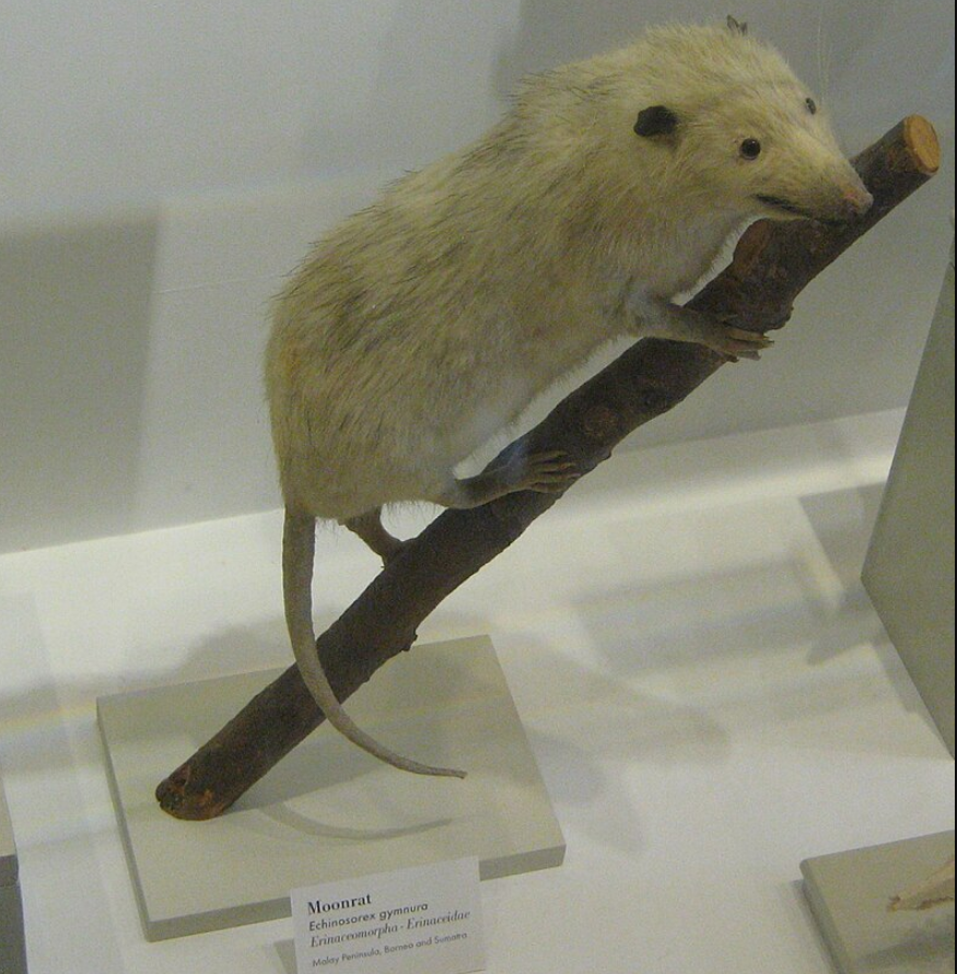 Животное или шутка? Кто такие гимнуры и почему почти никто о них не знает