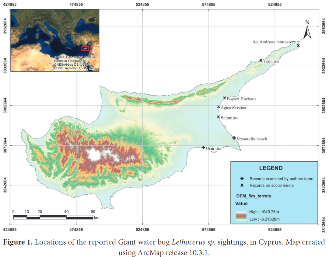 Гігантські водяні жуки можуть атакувати туристів на популярному курорті: що відомо і як вберегтися