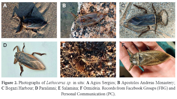 Гігантські водяні жуки можуть атакувати туристів на популярному курорті: що відомо і як вберегтися