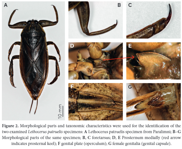 Гігантські водяні жуки можуть атакувати туристів на популярному курорті: що відомо і як вберегтися