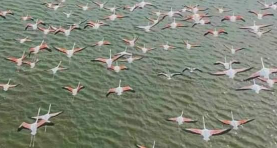 В Украину вернулась стая розовых фламинго: где они могут жить во время войны (фото)