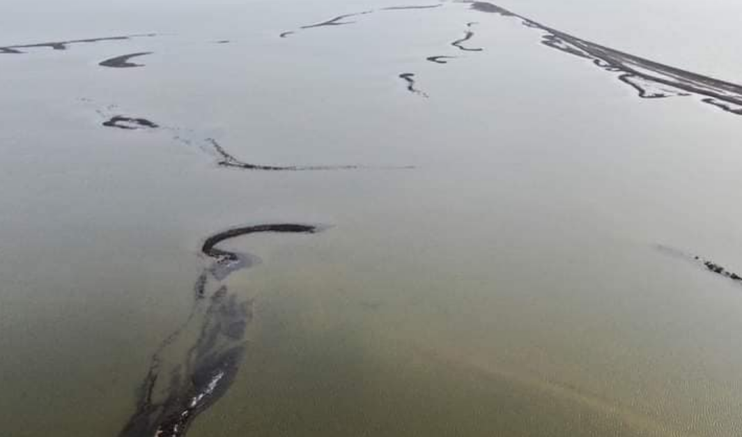 В Украину вернулась стая розовых фламинго: где они могут жить во время войны (фото)