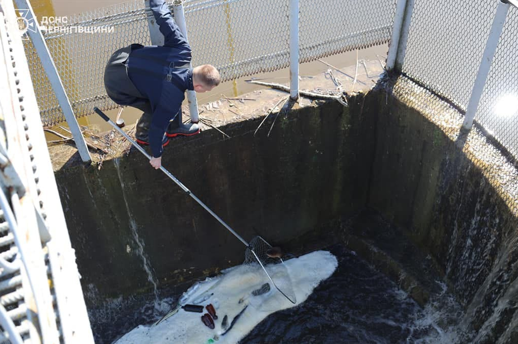 Каждая жизнь - важна. Невероятное спасение ондатры попало на видео