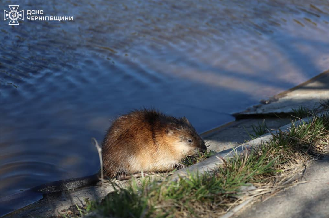 Каждая жизнь - важна. Невероятное спасение ондатры попало на видео