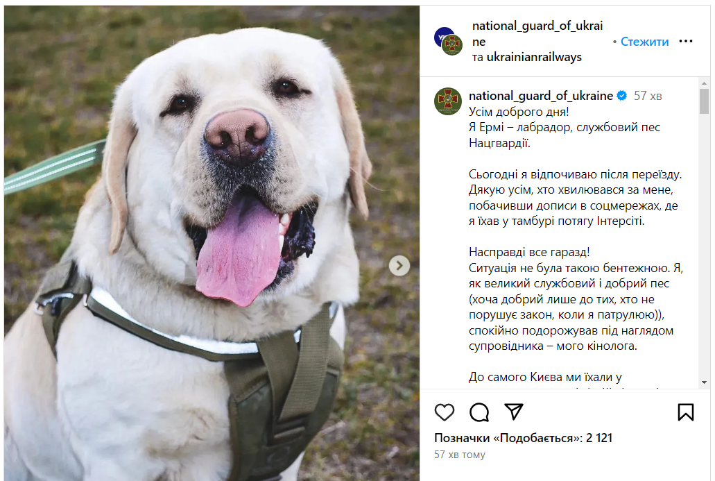 Службовий пес Ермі, якого не пустили до салону потяга, "звернувся" до українців і "розповів" свою історію