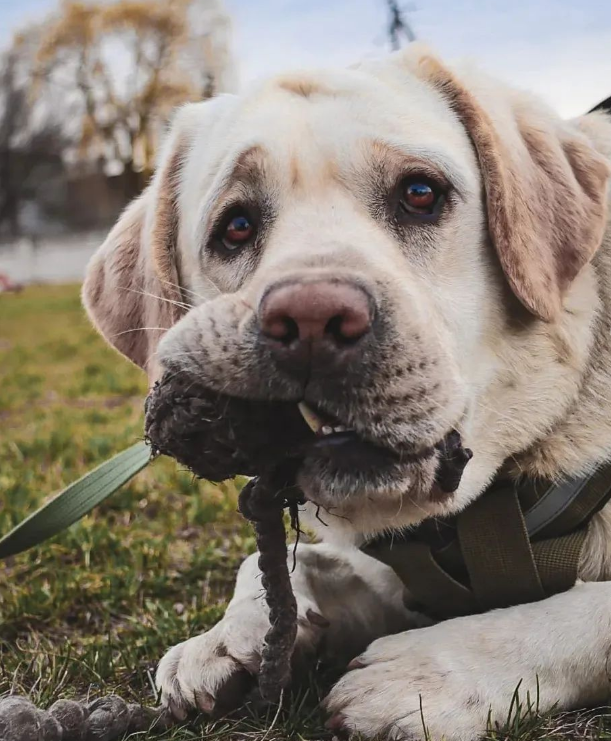 Службовий пес Ермі, якого не пустили до салону потяга, "звернувся" до українців і "розповів" свою історію