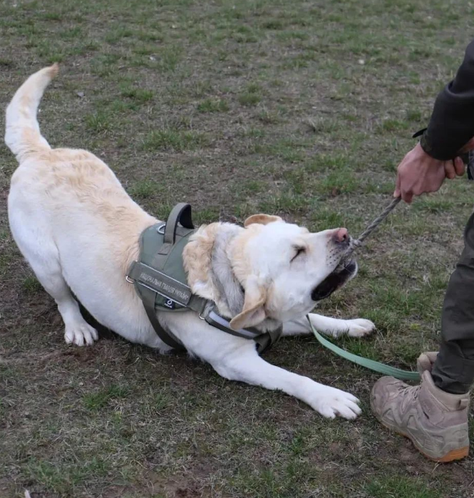 Службовий пес Ермі, якого не пустили до салону потяга, "звернувся" до українців і "розповів" свою історію