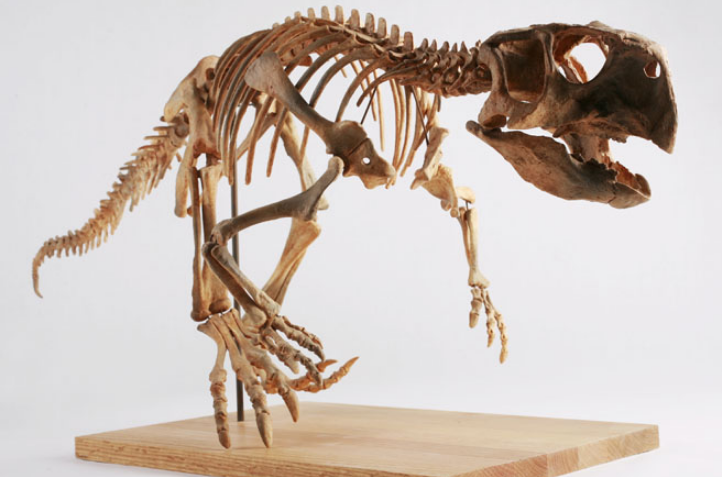 Невероятно, но факт. Ученые определили, отличались ли на самом деле самки динозавров от самцов