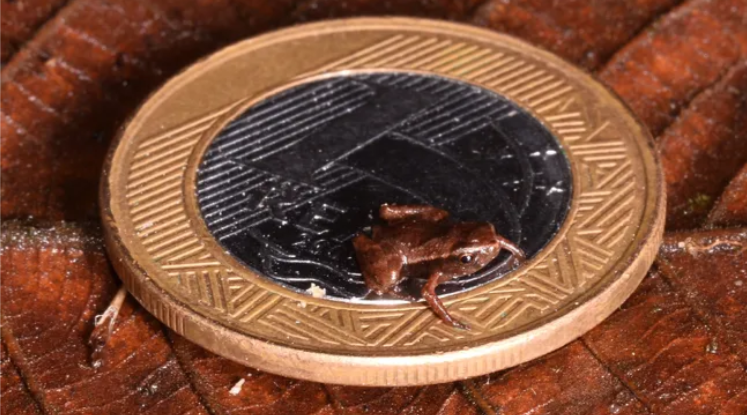 Дивіться, як виглядає найменша тварина у світі (фото)