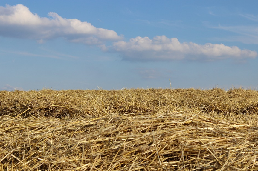 Стане кращою за чорнозем! Як зробити землю більш родючою без добрив