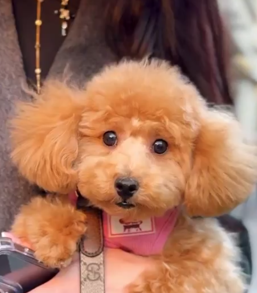 Инспектор Львовской таможни показала брендовый &quot;лук&quot; за 8 тысяч долларов. Уже через час ее уволили