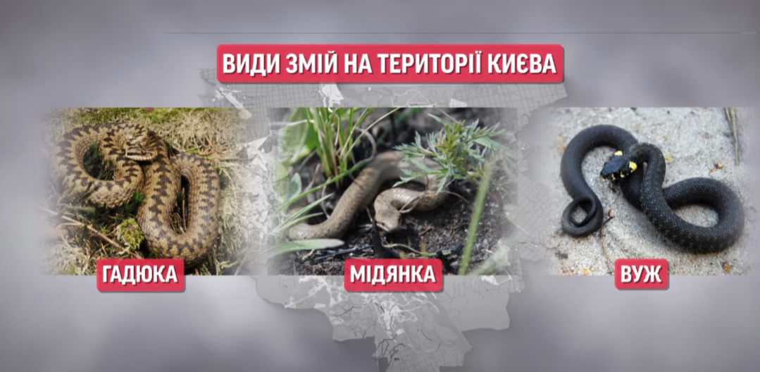 В Киеве все чаще замечают змей: стоит ли бояться "нашествия" и как защититься от укусов