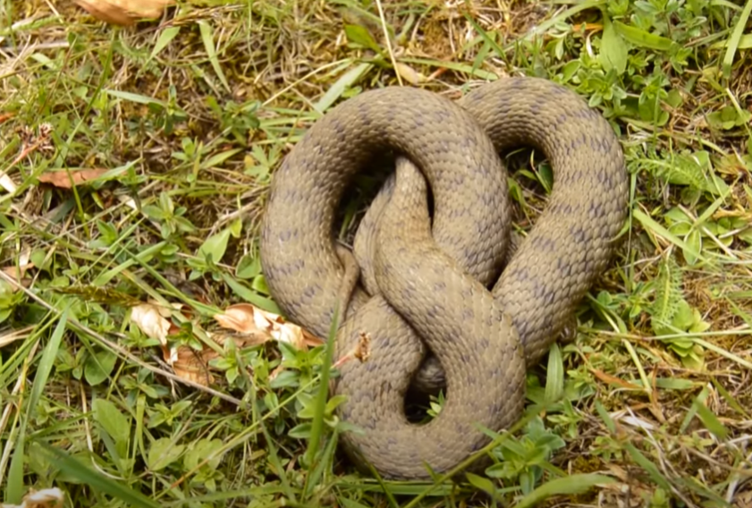 В Киеве все чаще замечают змей: стоит ли бояться &quot;нашествия&quot; и как защититься от укусов
