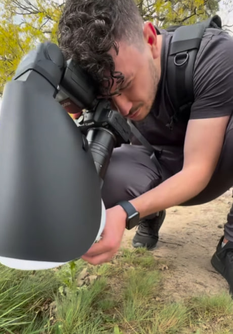 Крошечного паука показали в макрообъективе. Смотрите на этого "монстра" (видео)