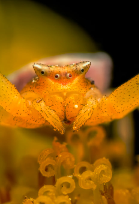 Крошечного паука показали в макрообъективе. Смотрите на этого "монстра" (видео)