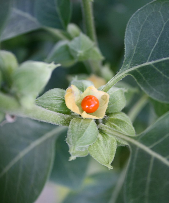 Що таке ашваганда? Вся правда про користь та шкоду цієї &quot;панацеї&quot;