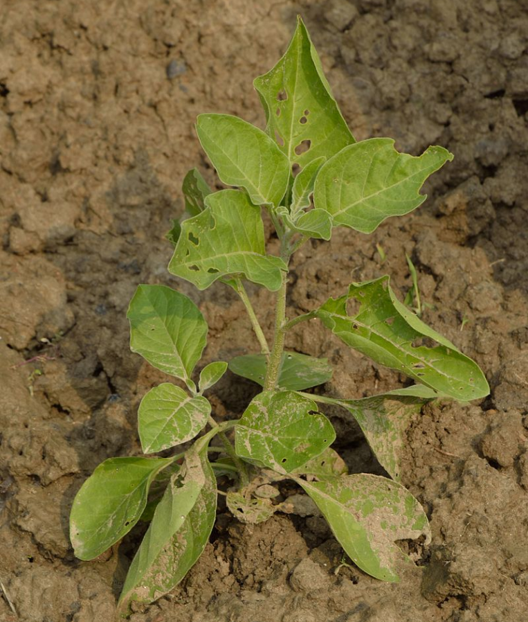 Що таке ашваганда? Вся правда про користь та шкоду цієї &quot;панацеї&quot;