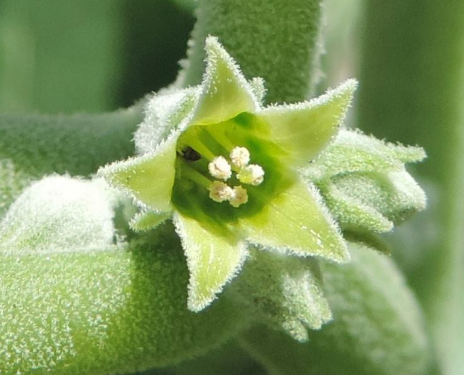 Що таке ашваганда? Вся правда про користь та шкоду цієї &quot;панацеї&quot;