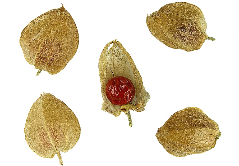 Що таке ашваганда? Вся правда про користь та шкоду цієї &quot;панацеї&quot;