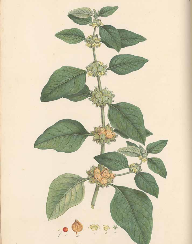 Що таке ашваганда? Вся правда про користь та шкоду цієї &quot;панацеї&quot;