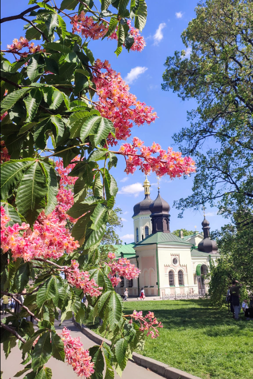 "Історично Київ був геть не зеленим". Коли і як каштан став символом столиці