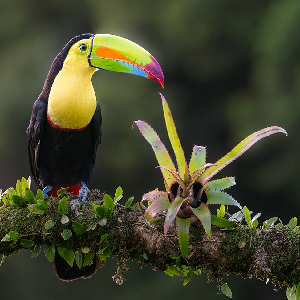 Bright feathered: Top 5 most colorful birds worldwide