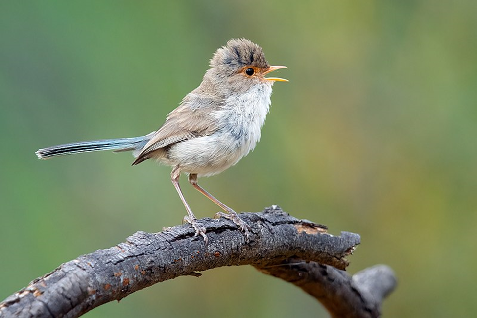 Bright feathered: Top 5 most colorful birds worldwide