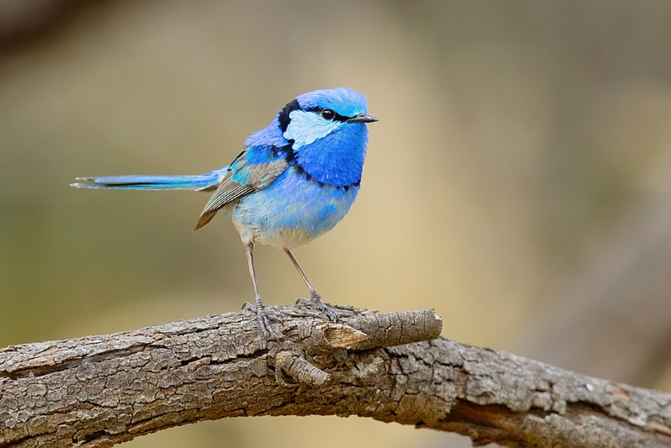 Bright feathered: Top 5 most colorful birds worldwide