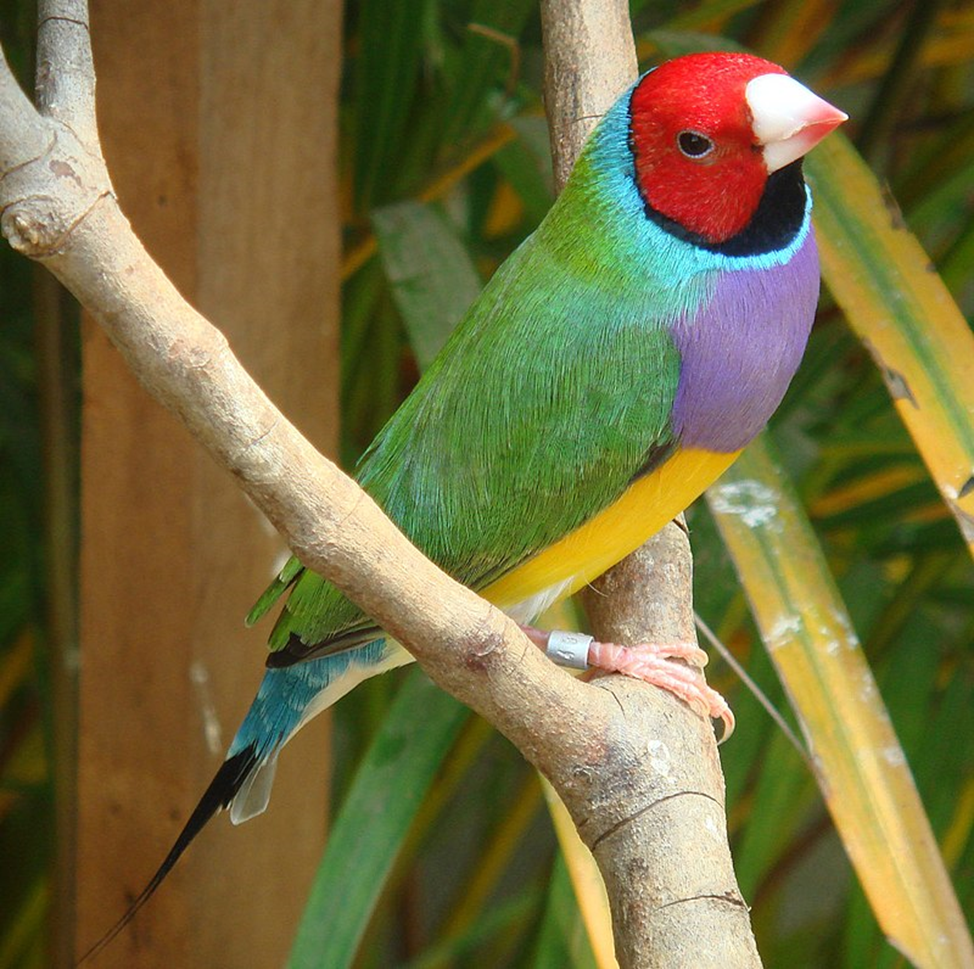 Bright feathered: Top 5 most colorful birds worldwide