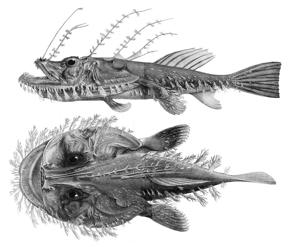 Монстр із морських глибин. Як насправді виглядає вудильник