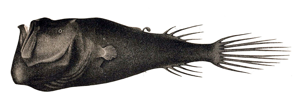 Монстр із морських глибин. Як насправді виглядає вудильник