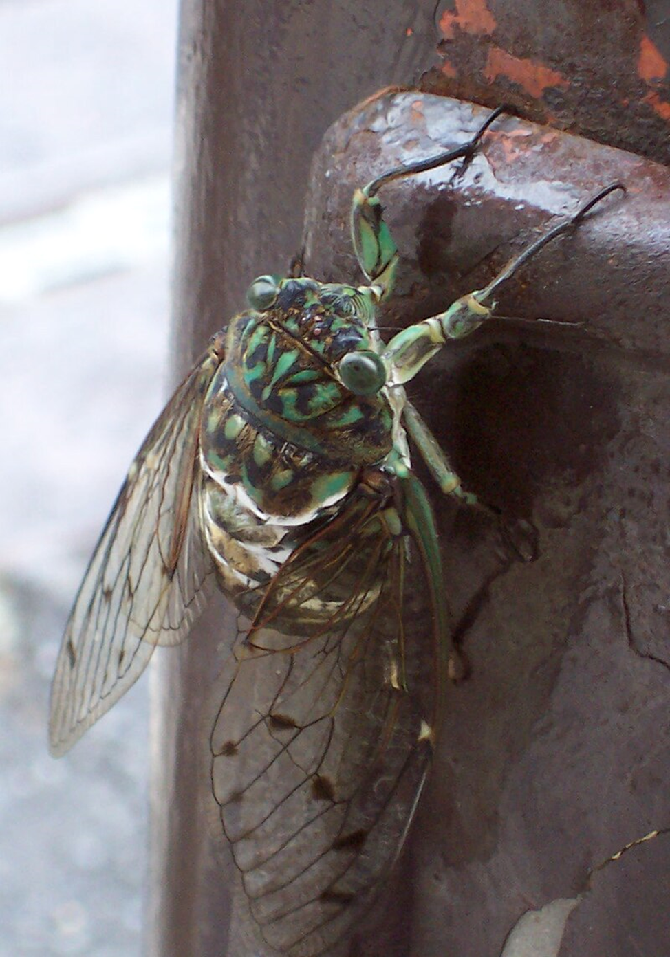 Правда ли, что цикады спят в земле 17 лет и могут быть опасны для человека
