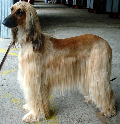 5 most stylish long-haired dog breeds