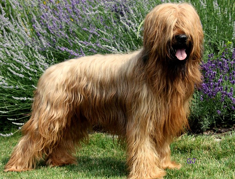 5 most stylish long-haired dog breeds