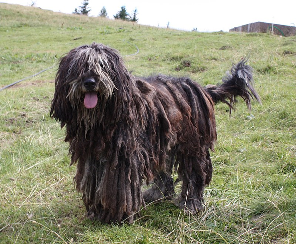 5 most stylish long-haired dog breeds