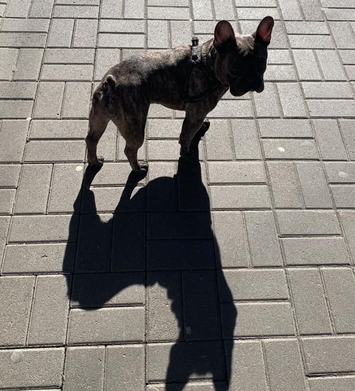 &quot;Кохання з першого погляду&quot;: Алан Бадоєв заявив про &quot;поповнення&quot; в сім'ї (фото)